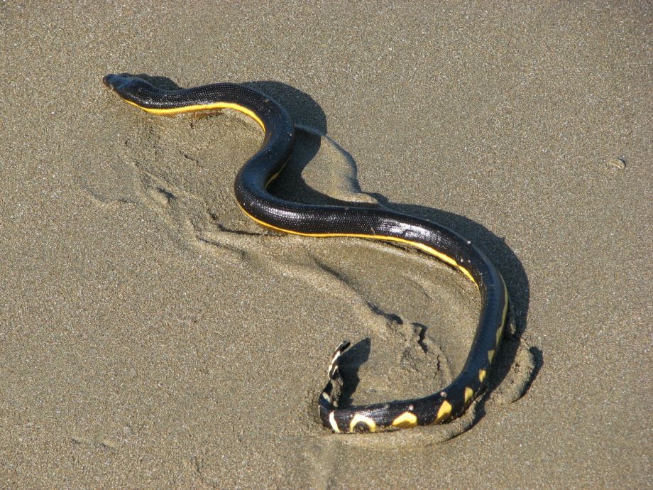 Deadly serpent found near Queensland holiday-goers - Yahoo7