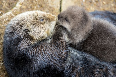 Wild otter gives birth to pup at Monterey Bay Aquarium