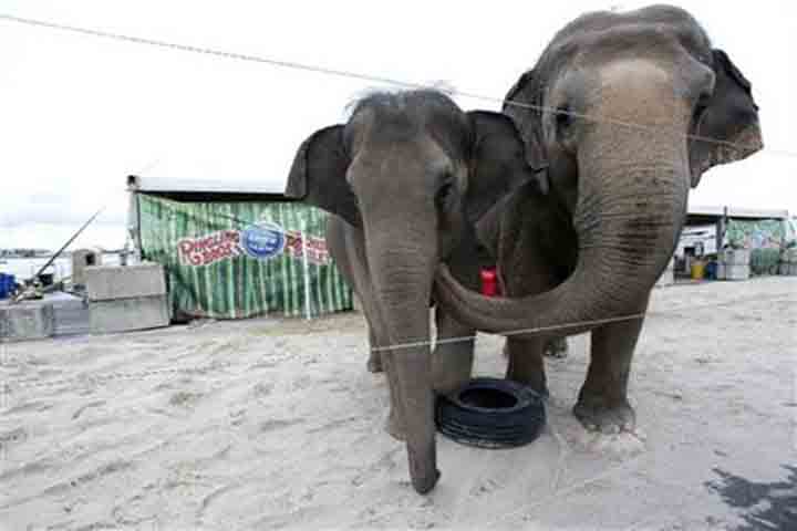 Ringling circus elephants to retire in May