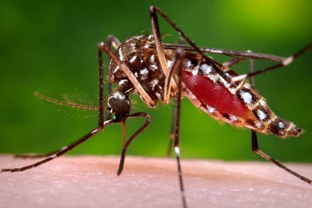 An Aedes aegypti mosquito bites her