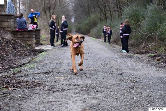 Dog Sneaks Into Half Marathon, Places Seventh