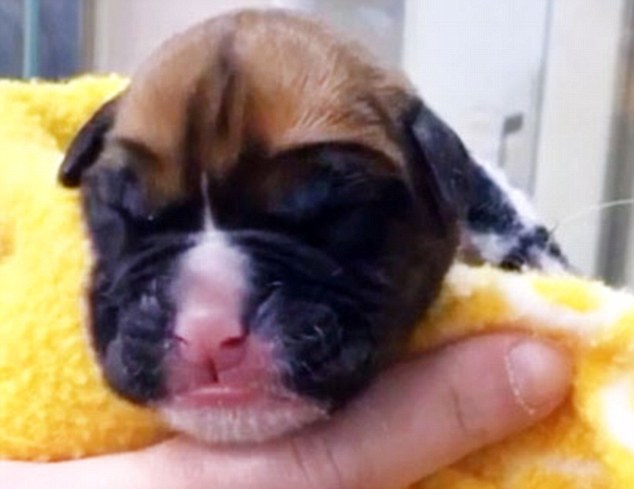 Cloned dog Chance who was born yesterday at a clinic in South Korea after British couple paid £67,000 for the procedure at a South Korean lab