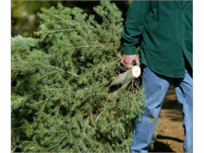 Fremont You Can Still Recycle Your Christmas Tree