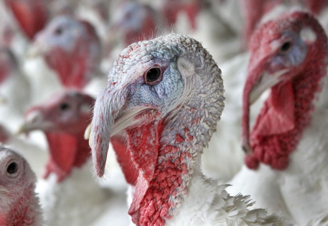 A turkey sporting a red fatty wattle hanging from its beak appears among others at Out Post Farm in Holliston Mass. Monday Nov. 8 2010. The farm raises turkeys hatched from eggs and offers full-grown birds fresh killed for cooking Thanksgiving dinner