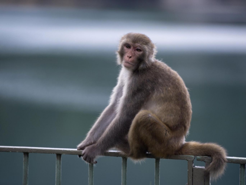 Transgenic monkeys could aid study of autism