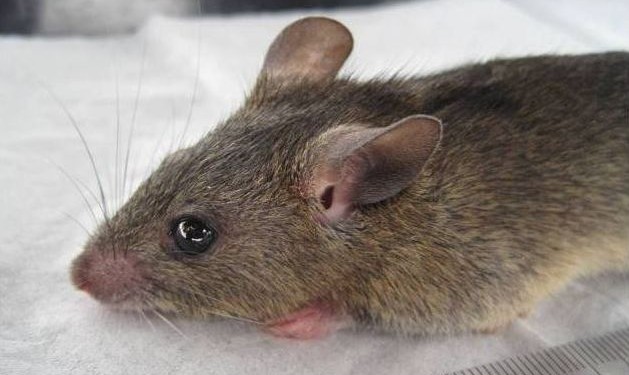 NEMA Warns: Lassa Fever As Dangerous As Ebola