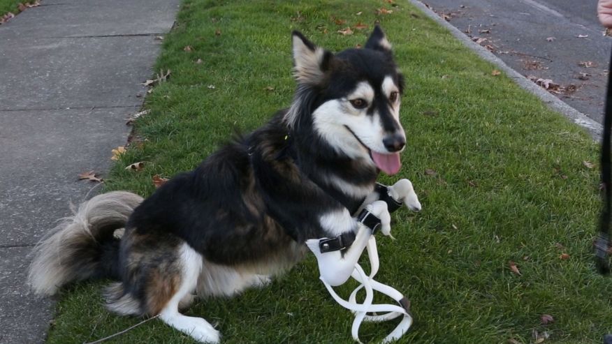 Derby a 2-year-old husky mutt in New York was born with partially formed paws. He received a prosthetic set of legs this year that allow him to stand at his full height and walk and run like an ordinary dog