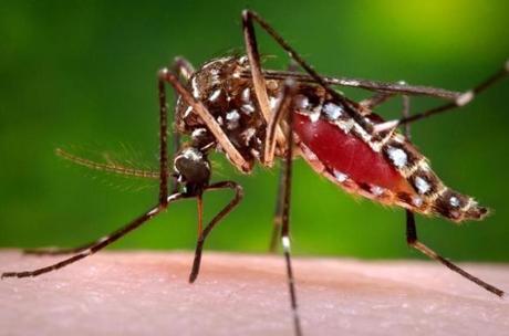 A female Aedes aegypti mosquito in the process of acquiring a blood meal from a human host