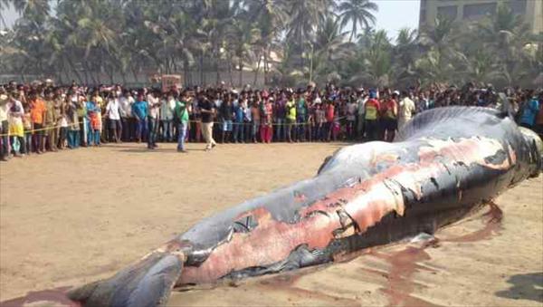 Dead Bryde’s whale washed ashore on Mumbai’s Juhu beach