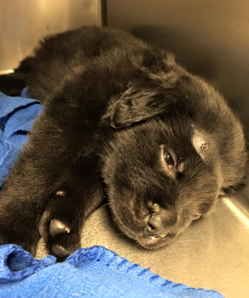 Puppy shot at least 18 times expected to make full recovery