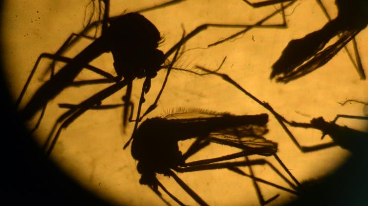 The World Health Organization has declared an international health emergency over the Zika virus