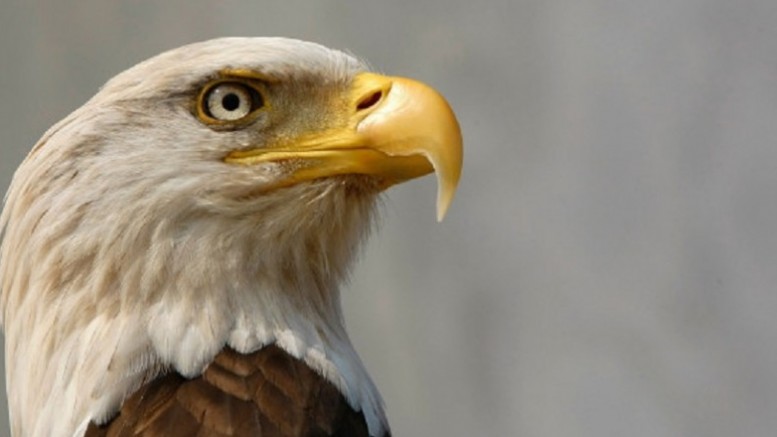 Federal authorities investigating deaths of 13 bald eagles on Eastern Shore