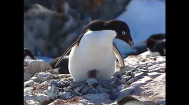 Penguins stranded on iceberg off Antarctica