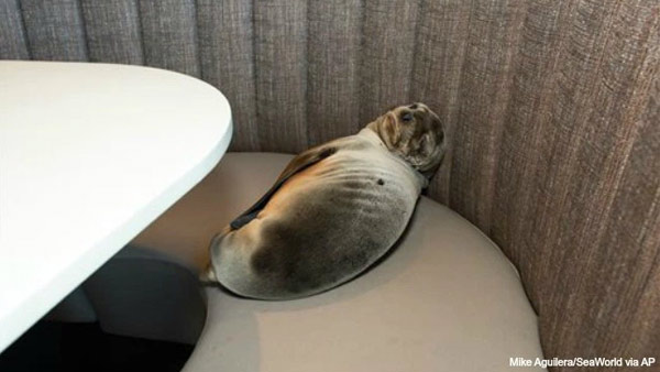 8-month-old female sea lion pup is shown where it was found sleeping in a booth of the Marine Room an upscale restaurant in the La Jolla neighborhood of San Diego Thursday Feb. 4 2016. (Mike Aguilera Sea World via AP