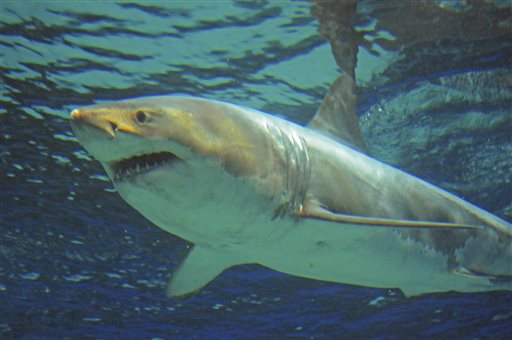 Churaumi Aquarium a great white shark swims in a water tank specially for ferocious sharks at the aquarium in Motobu Okinawa southwestern Japan. The 3.5-meter shark has died after bare