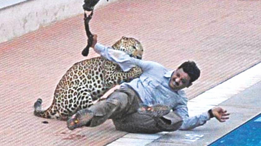 Leopard enters Bengaluru school compound, injures three