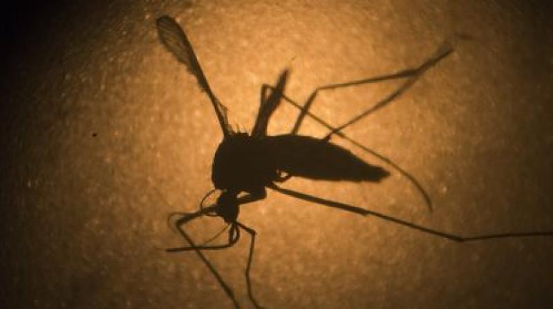 The ministry says that the objective is to raise awareness of the importance of eliminating the breeding ground of the mosquito that also transmits dengue chikungunya and yellow fever