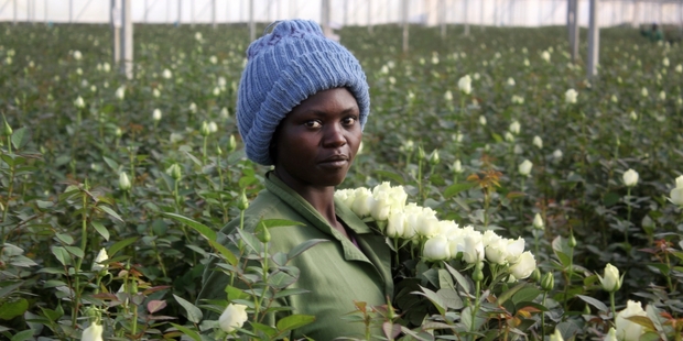 Phanice Cherop a 29-year-old single mother of two works at the AAA Growers farm Nyahururu in Kenya