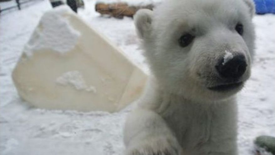 Polar bear cub frolicks in snow for first time