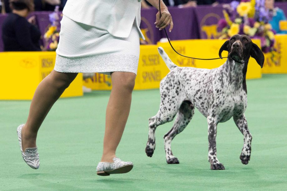 CJ a German shorthaired pointer is shown during the sporting group competition at the 140th Westminster Kennel Club dog show on Tuesday at Madison Square Garden in New York. CJ won best in show