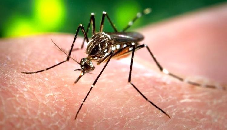 The Aedes egypti mosquito has now spread to 80 percent of Brazil