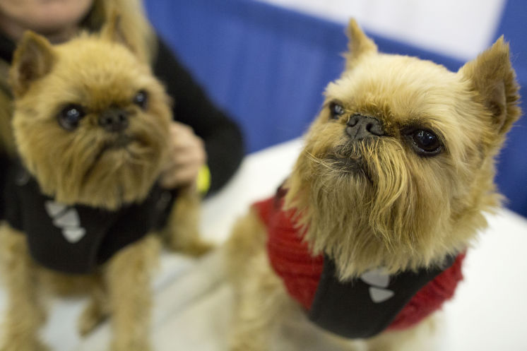 Brussels griffons Karli left and Spice participate in the meet the breed portion of the140th Westminster Kennel Club Dog Show on Saturday Feb. 13 2016 in New York