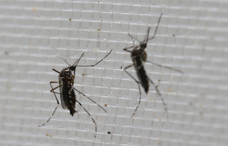 Brazil and University of Texas reach deal on Zika vaccine