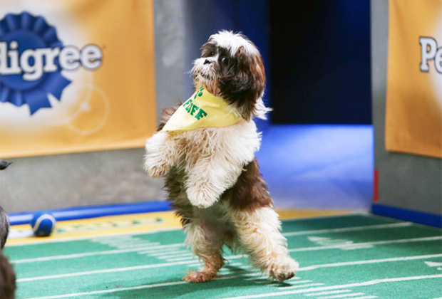 Puppy Bowl 2016