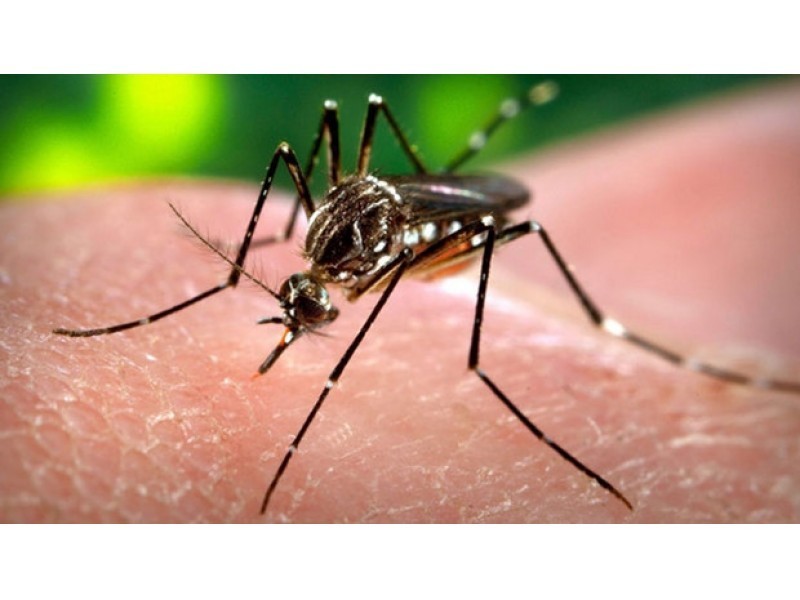 039;Don't Panic&#039: Morris Health Officials Talk Zika Virus Signs Symptoms