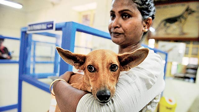 Chennai Archaic act lets culprits out in hours duo gets bail while dog continues to suffer