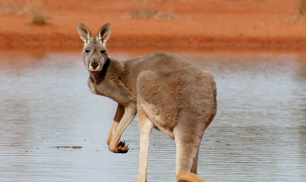 19 2002 shows a kangaroo standing next to a waterhole on a station near White Cliffs an outback area in the state of New South Wales. Kangaroos tend to be lefties according to a study