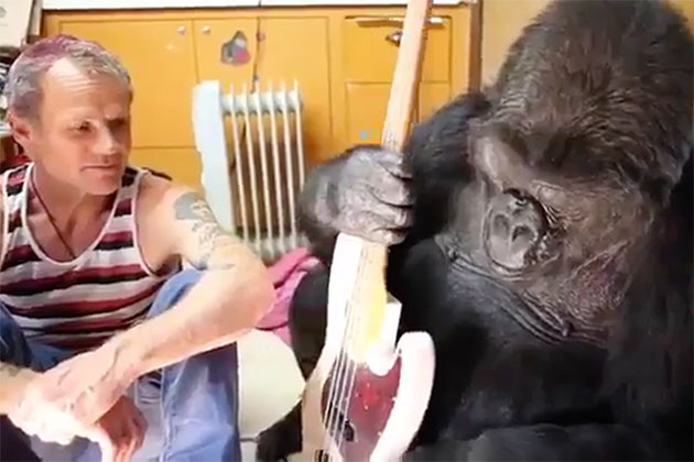 Red Hot Chili Peppers' Flea Plays Guitar With Koko the Gorilla