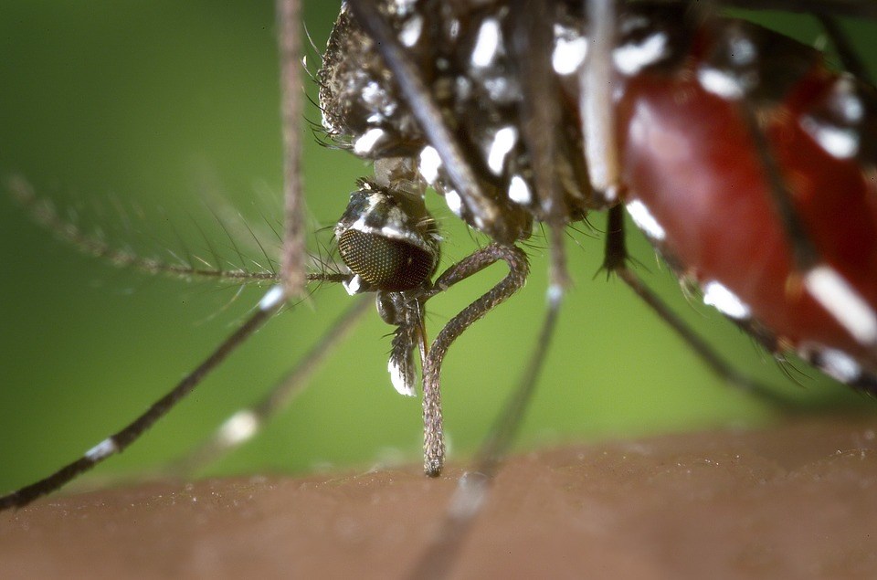 City Urges Residents to Protect Themselves, Homes from Mosquitoes