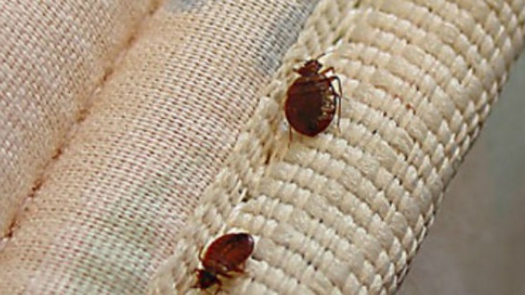 Florida researchers want your bed bugs — dead or alive