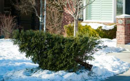 The city of Idaho Falls is offering collection sites for discarding Christmas trees until Jan. 30 Getty Images