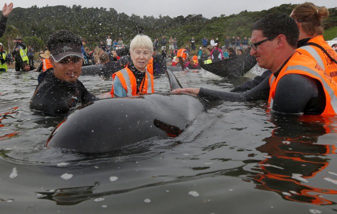 Volunteers look after a pod of stranded pilot whales as they prepare to refloat them after one of the country's largest recorded mass whale strandings in Golden Bay at the top of New Zealand's South Island