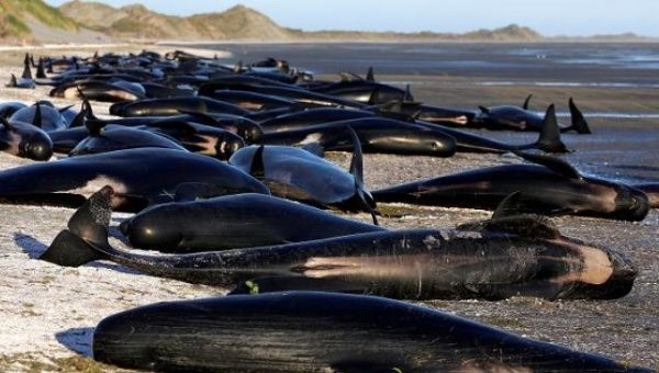 Some of the hundreds of stranded pilot whales marked with