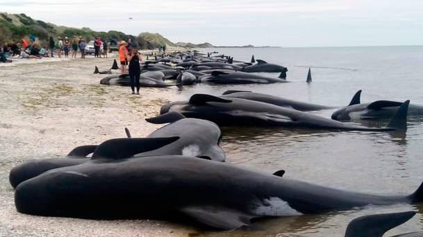 Some of the scores of stranded pilot whales after one of New Zealand’s largest recorded mass whale strandings in Golden Bay