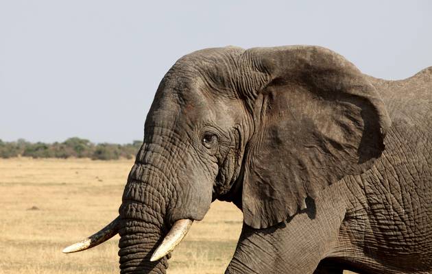 An elephant walks in Serengeti National Park. File