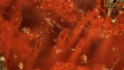 UK scientists discover remains of ‘oldest known’ microbial bugs