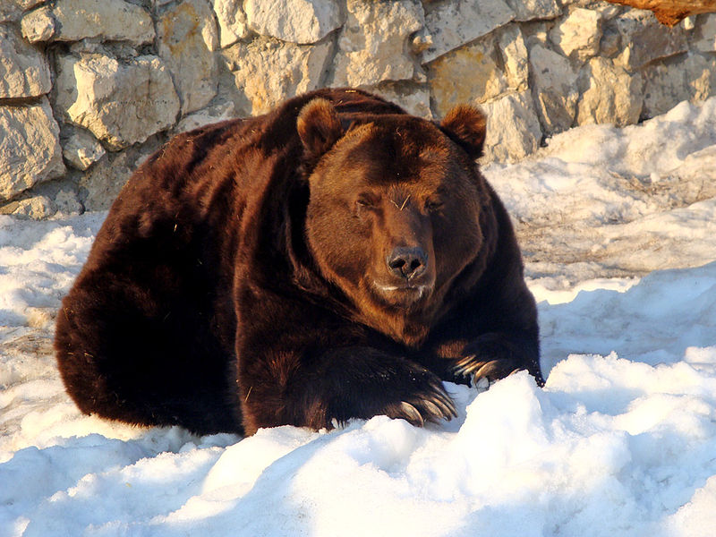 800px-a_russian_bear