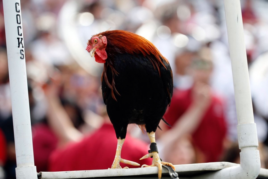 LIVE MASCOT FTW    
   Kim Klement-USA TODAY Sports