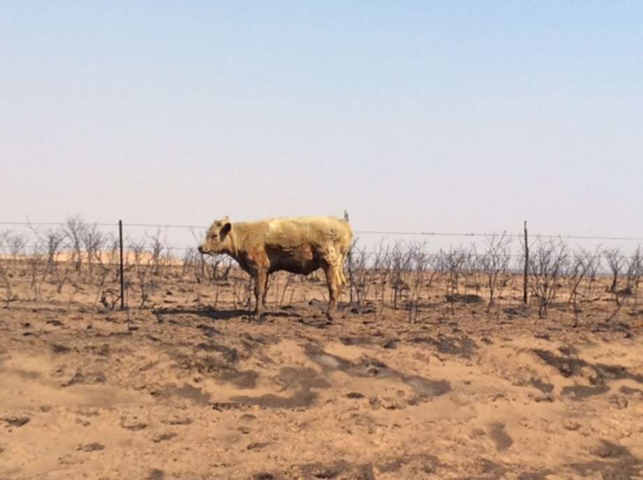 Many cattle perished in the Texas Panhandle wildfires but others that survived will need to be examined by a veterinarian as soon as possible