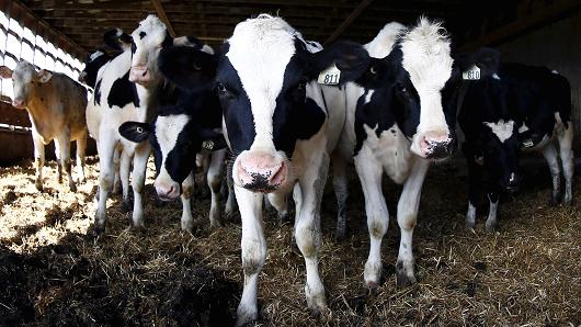 Cows look on at a dairy farm in Upton Quebec