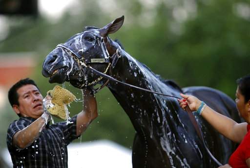 Derby winner 4-5 favorite in Preakness