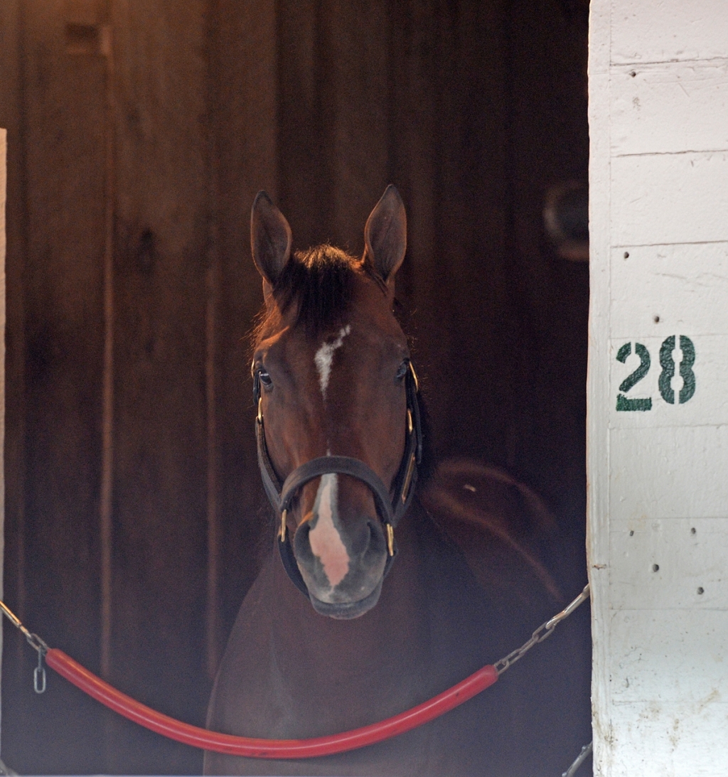 Classic Empire Gunnevera Confirmed for Preakness