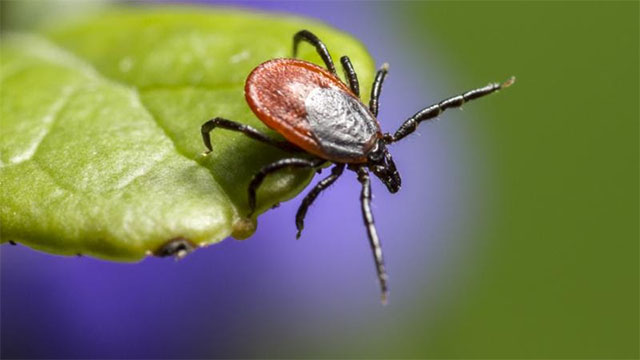 Tick diseases on rise in Maine, and not just Lyme