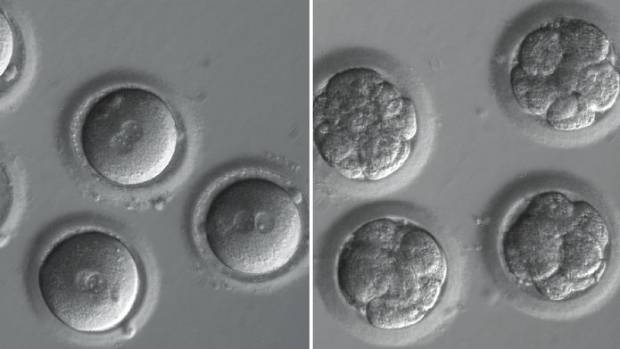 Human embryos newly fertilised and at the eight-cell stage, that had DNA edited by CRISPR