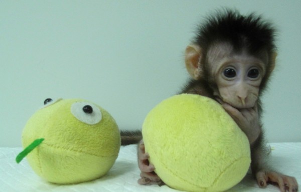 Scientists clone monkeys for the first time