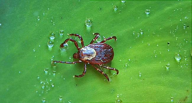 CDC: Diseases from ticks, mosquitoes on the rise